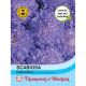 Scabiosa Oxford Blue