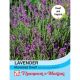Lavender Munstead Dwarf