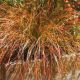 Carex Testacea - Prairie Fire Grass