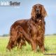 Irish Setter 2024 Wall Calendar