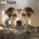 Jack Russell 2023 Wall Calendar