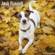 Jack Russell 2025 Wall Calendar