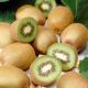 Actinidia deliciosa 'Jenny' - Self Fertile Kiwi Fruit
