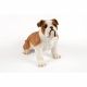 Johnson Bulldog 56x31x42cm