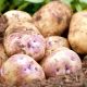 Kestrel Seed Potatoes 2kg