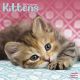 Kittens 2023 Wall Calendar
