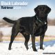 Black Labrador Retriever 2024 Wall Calendar
