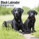 Black Labrador Retriever 2025 Wall Calendar