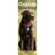 Chocolate Labrador 2025 Slim Calendar