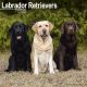 Mixed Labrador Retreivers 2025 Wall Calendar