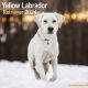 Yellow Labrador Retriever Yellow 2024 Wall Calendar