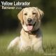 Yellow Labrador Retreivers 2025 Wall Calendar