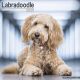 Labradoodle 2025 Wall Calendar