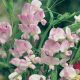 Lathyrus Latifolius Pink Pearl - Everlasting Sweet Pea