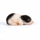 Laying Saddleback Piglet 25x12x11cm