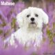 Maltese 2025 Wall Calendar