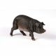 Medium Black Pig 57x20x31cm