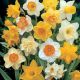 Narcissi Mixed for Naturalising 8kg