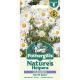 Nature's Helpers Ox Eye Daisy
