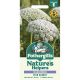 Nature's Helpers Wild Carrot