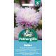 Aster Kingsize Appleblossom