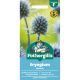 Eryngium Planum