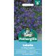 Lobelia (Trailing) Sapphire