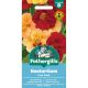 Nasturtium Paso Doble