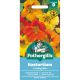 Nasturtium (Trailing) Mix