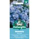Nemesia Blue Gem