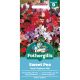 Sweet Pea Dwarf Explorer Mix