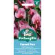 Sweet Pea Pink Tangier Pea