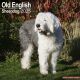 Old English Sheepdog 2025 Wall Calendar