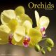 Orchids 2023 Wall Calendar