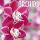 Orchids 2024 Wall Calendar