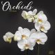 Orchids 2025 Wall Calendar