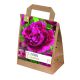 Paeonia Lactiflora Karl Rosenfield