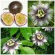 Passiflora edulis - Edible Passion Fruit