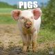 Pigs 2024 Wall Calendar