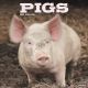 Pigs 2025 Wall Calendar
