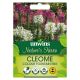 Nature's Haven Cleome Colour Fountain Mix