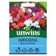 Impatiens Beacon Mixed