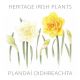 Heritage Irish Plants: Planda