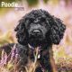 Poodle 2025 Wall Calendar