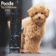 Poodle (Toy & Miniature) 2023 Wall Calendar