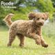 Poodle (Toy & Miniature) 2025 Wall Calendar