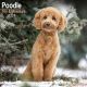 Poodle (Toy & Miniature) 2024 Wall Calendar