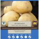 Foremost Seed Potatoes (Taster Pack of 10)