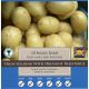 Maris Bard Seed Potatoes (Taster Pack of 10)