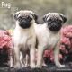 Pug 2024 Wall Calendar